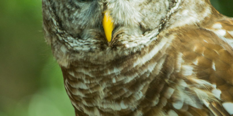 Beginner’s Class DSLR Photography with Melinda Welker SoBA 1